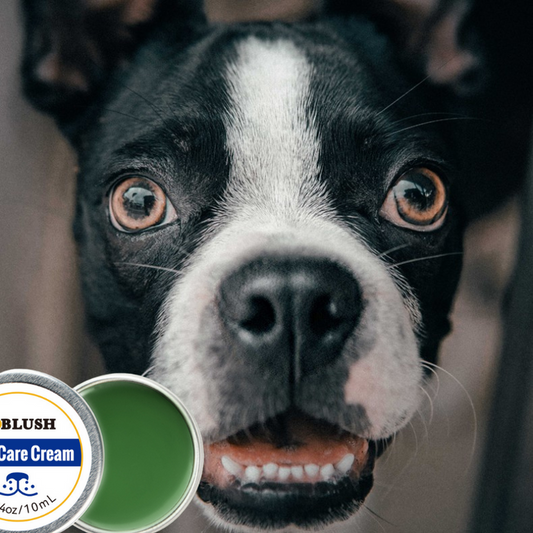 Pflege und Schutzcreme für Hundeschnauzen